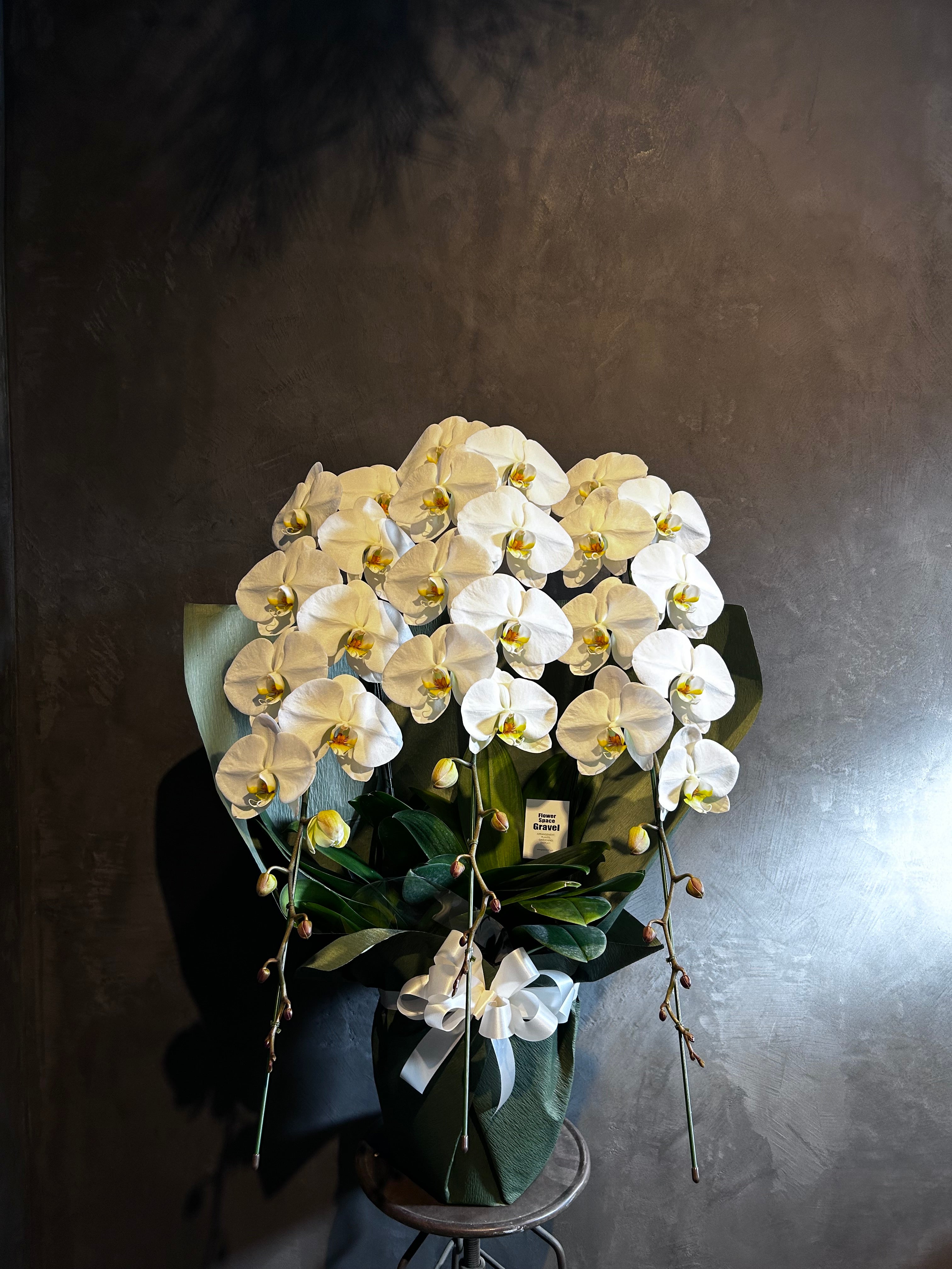 胡蝶蘭 – Gravel